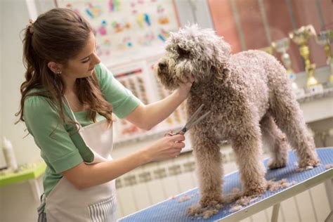 dog groomer salary|professional dog groomer salary.